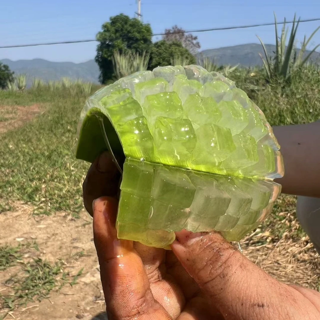 库拉索芦荟灌肤芦荟盆栽美容院专用芦荟食用芦荟植物美容芦荟叶片