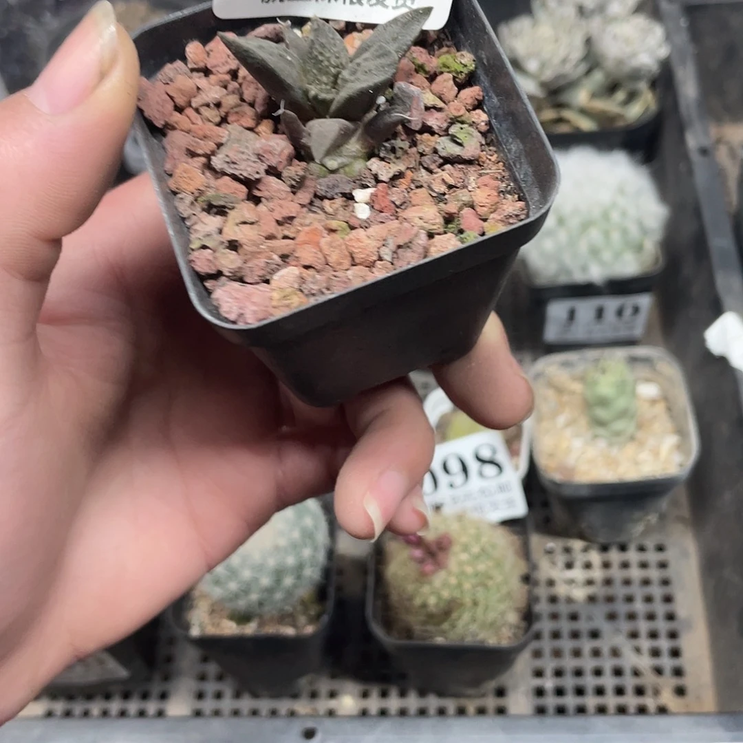 27牡丹杂（满18包邮）