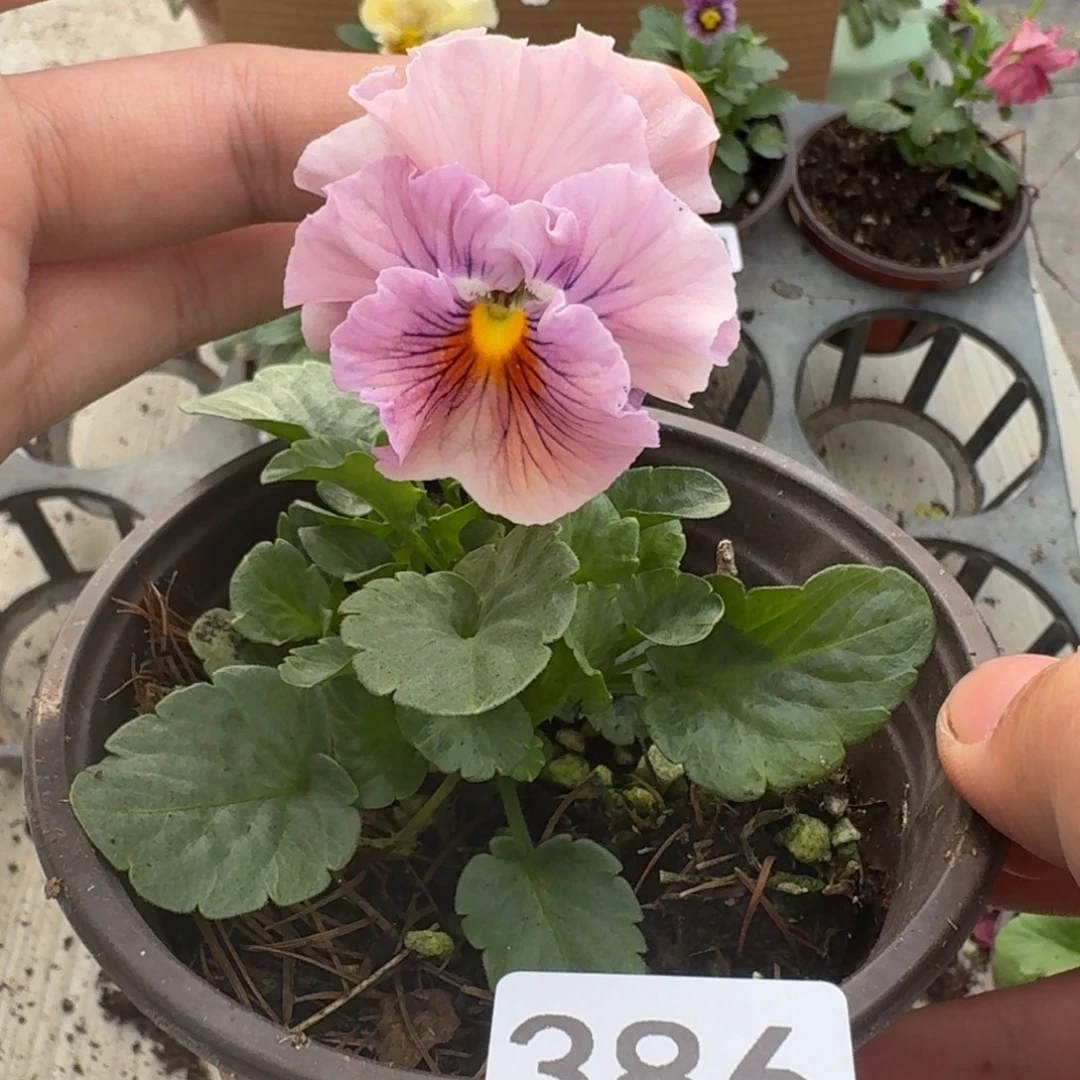 大部分花苞少量开放386