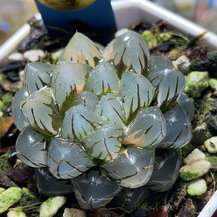 541水中月锦特选福利