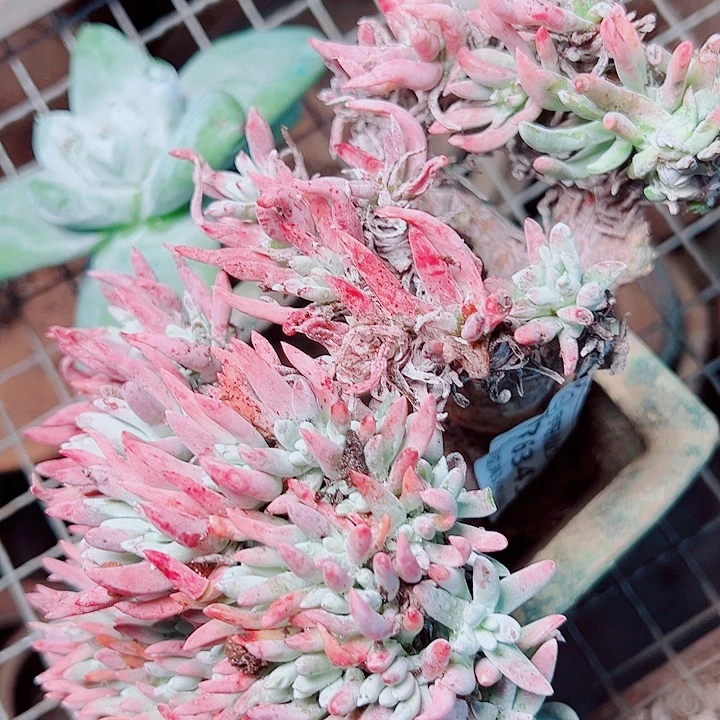 6345爱度利斯仙女杯多肉