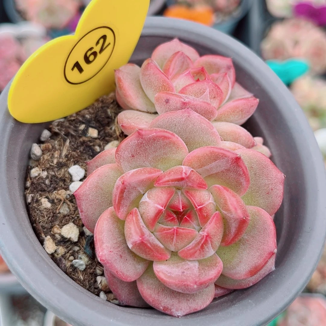 162号小老桩珍妮群