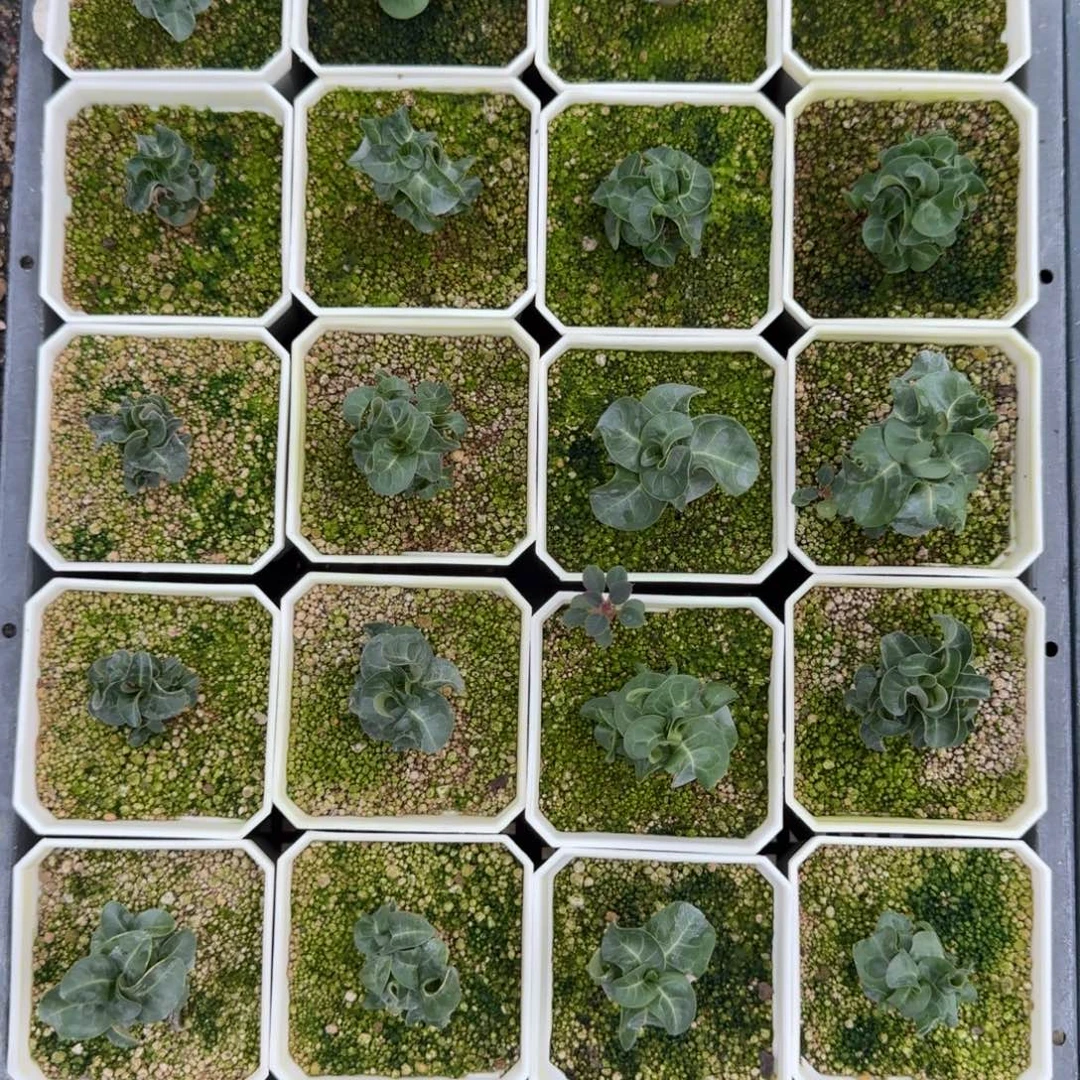 卡汉羊角沙漠玫瑰量拍