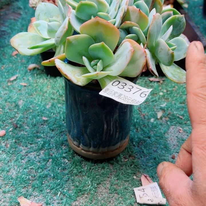 天***—幸运的是我还没遇到