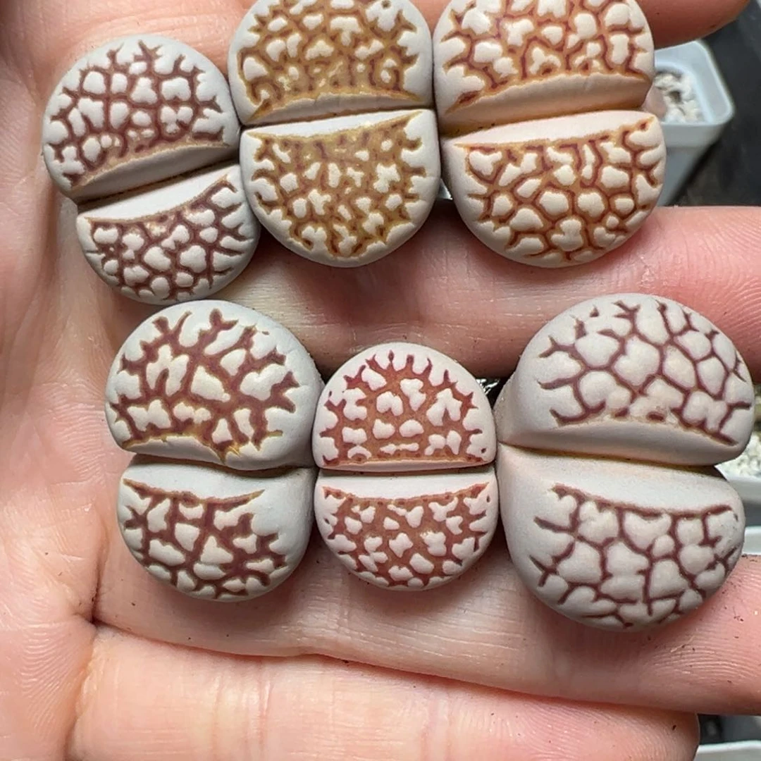 【闪购商品】175……