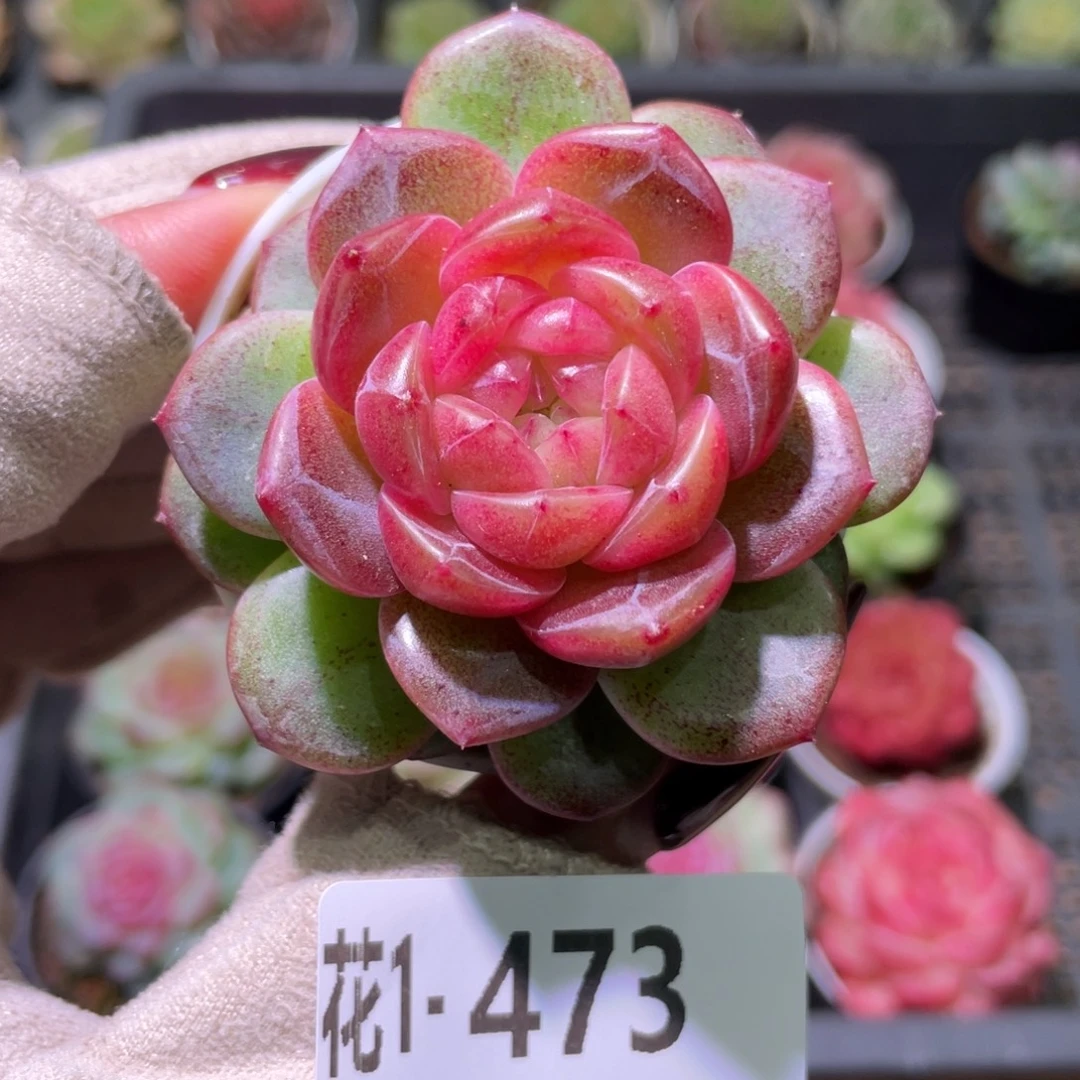 花利美1-473绯瞳单头