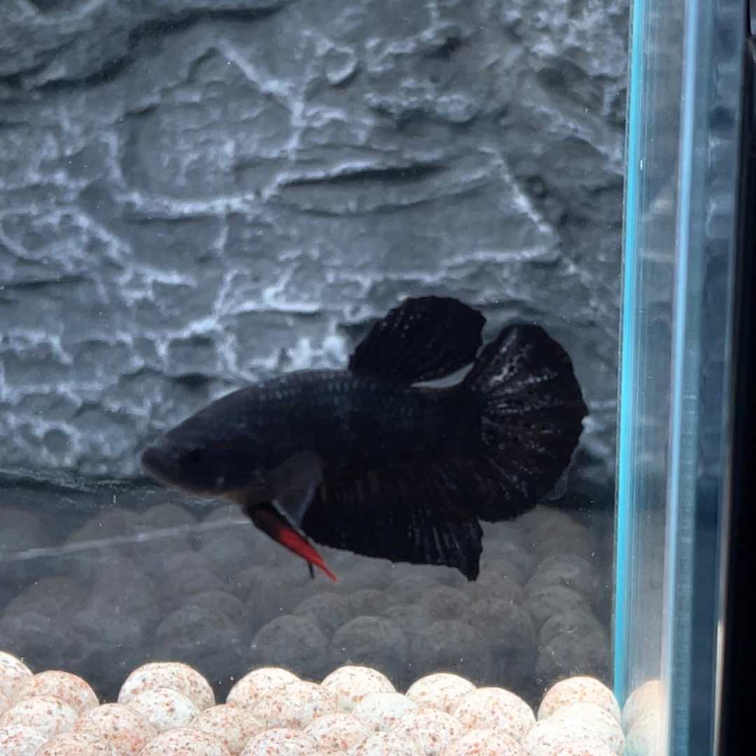 斗鱼黑金将军公鱼