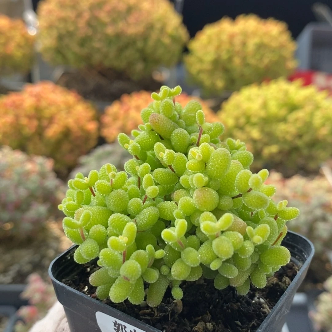 w*q金橘糖球0889枝干番杏