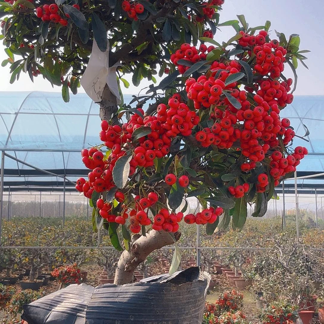天***浪无花朵火棘吉祥果