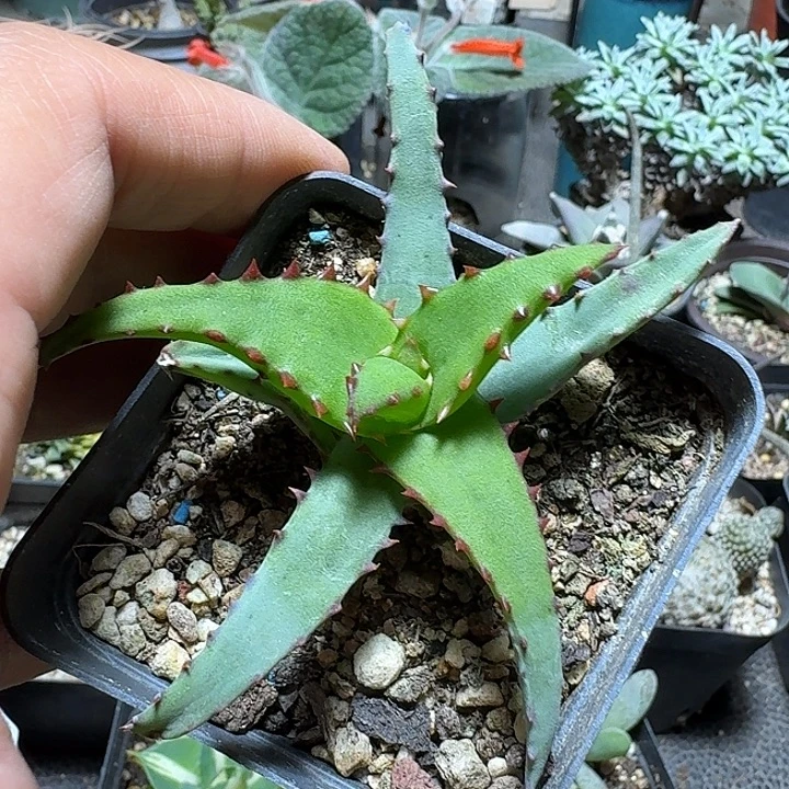 196原生卡萨帝脱土发货