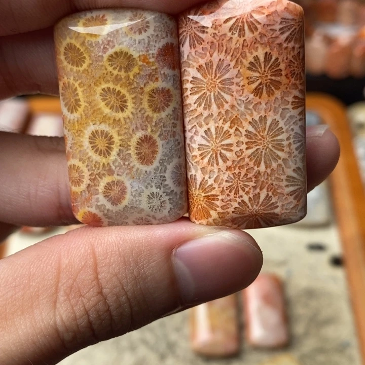 波***哥颈饰未镶嵌硅化珊瑚（珊瑚玉）