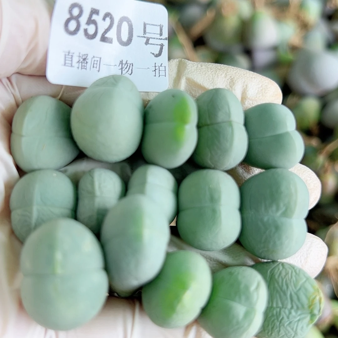 8520 好养易活生石花大母本15个