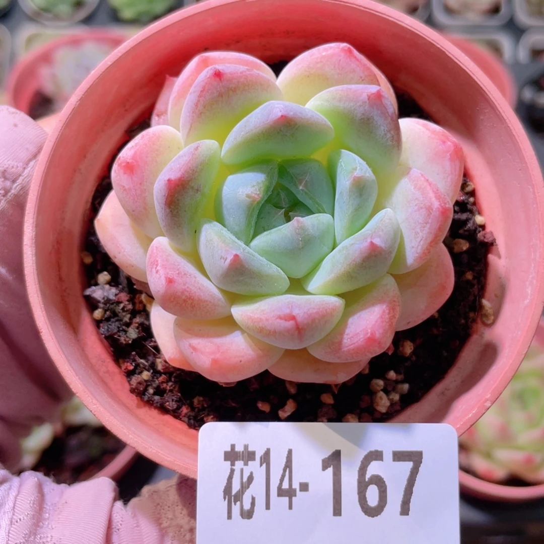 花利美14-167冰糖