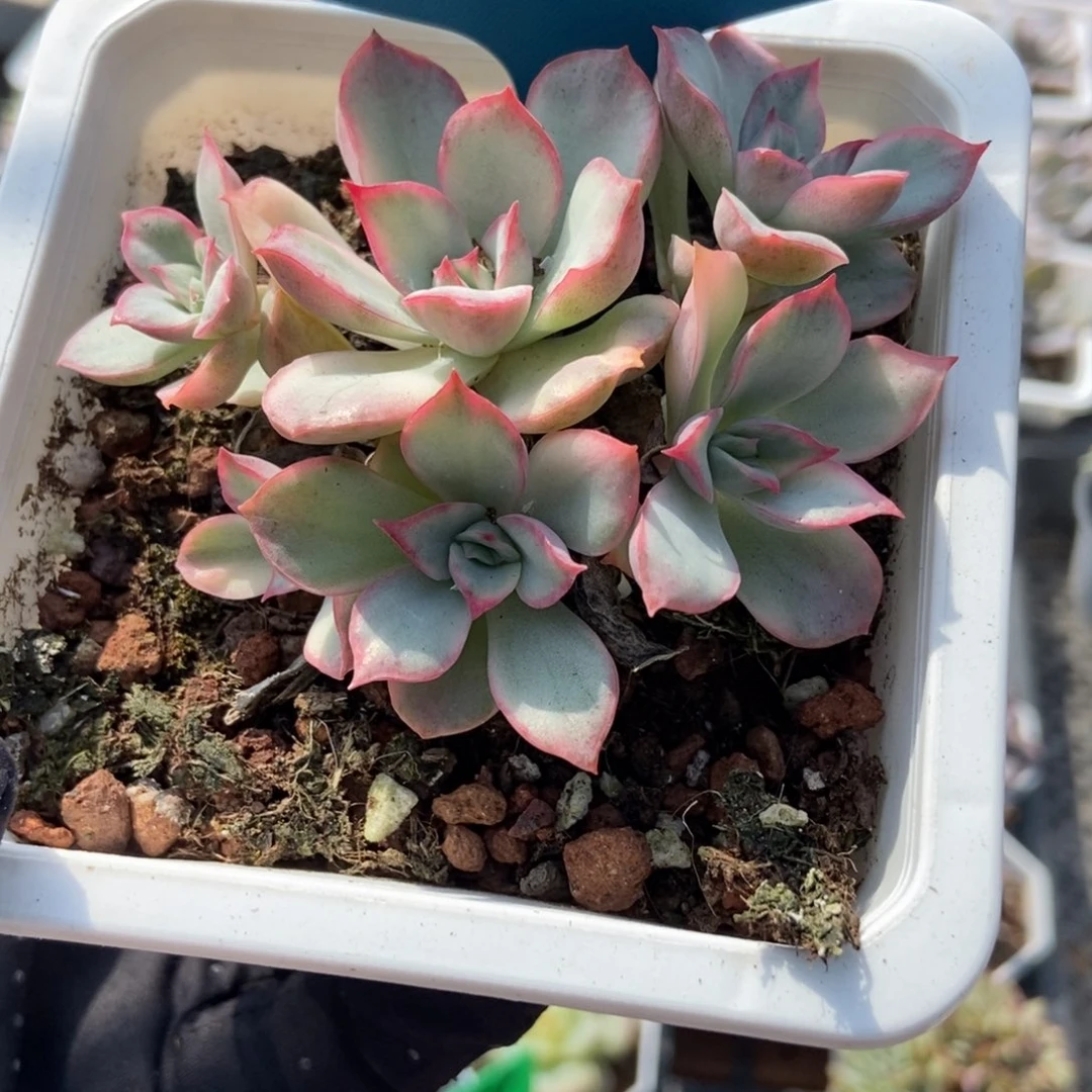 1015月光女神锦多肉植物