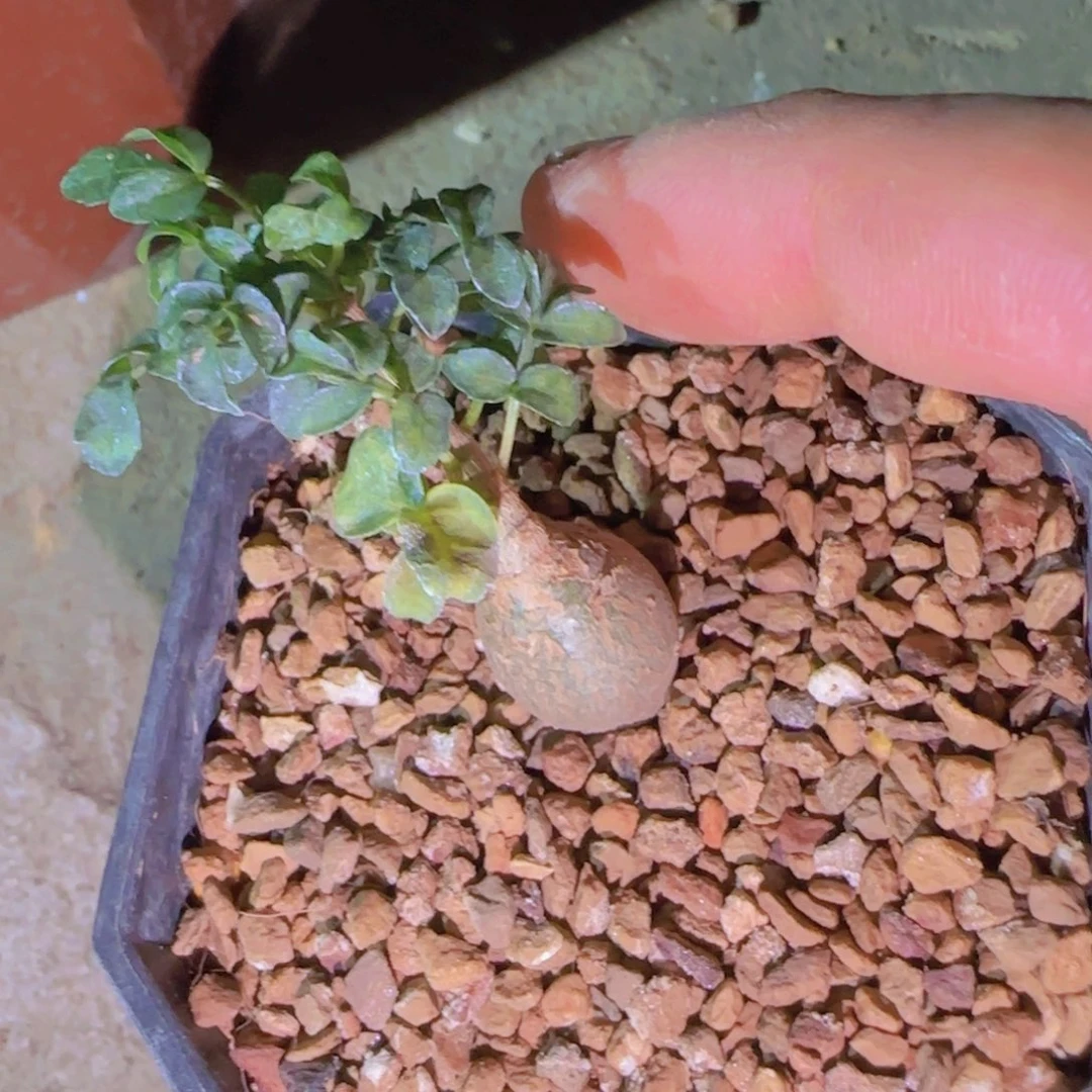 小***希块根植物块根植物块根