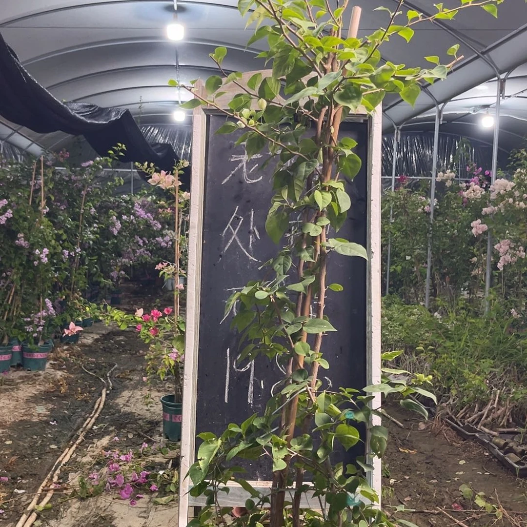 无花朵三角梅三角梅127
