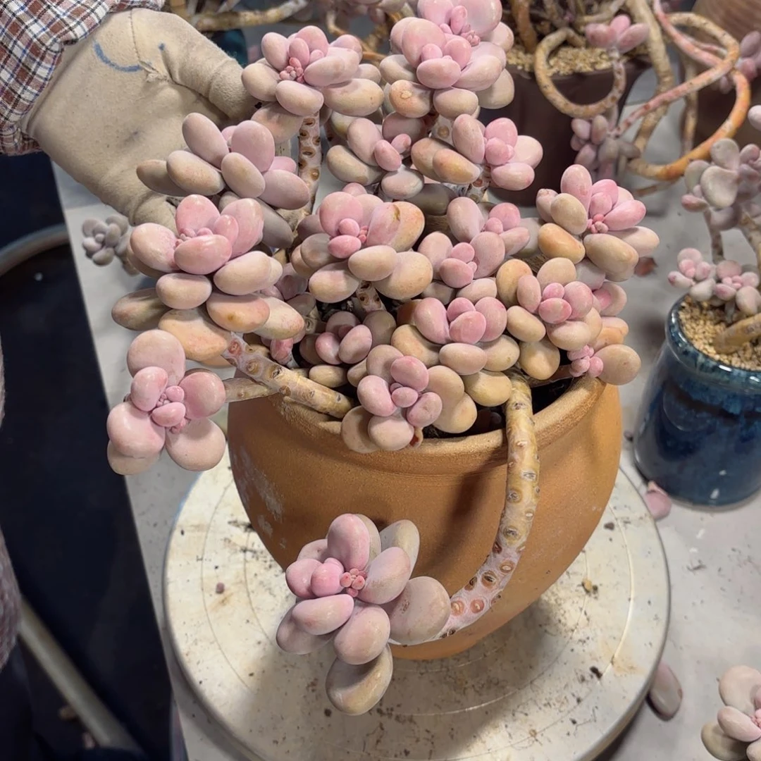 菲**秀桃蛋28-93。