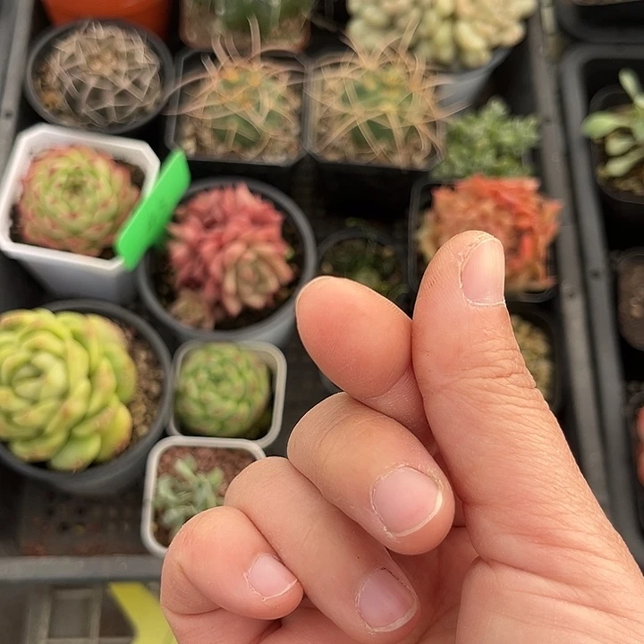 我也不知道我为什么要这样对