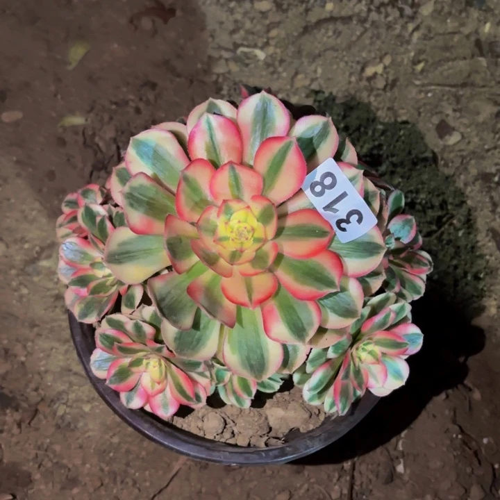 318荔枝多肉植物不售后