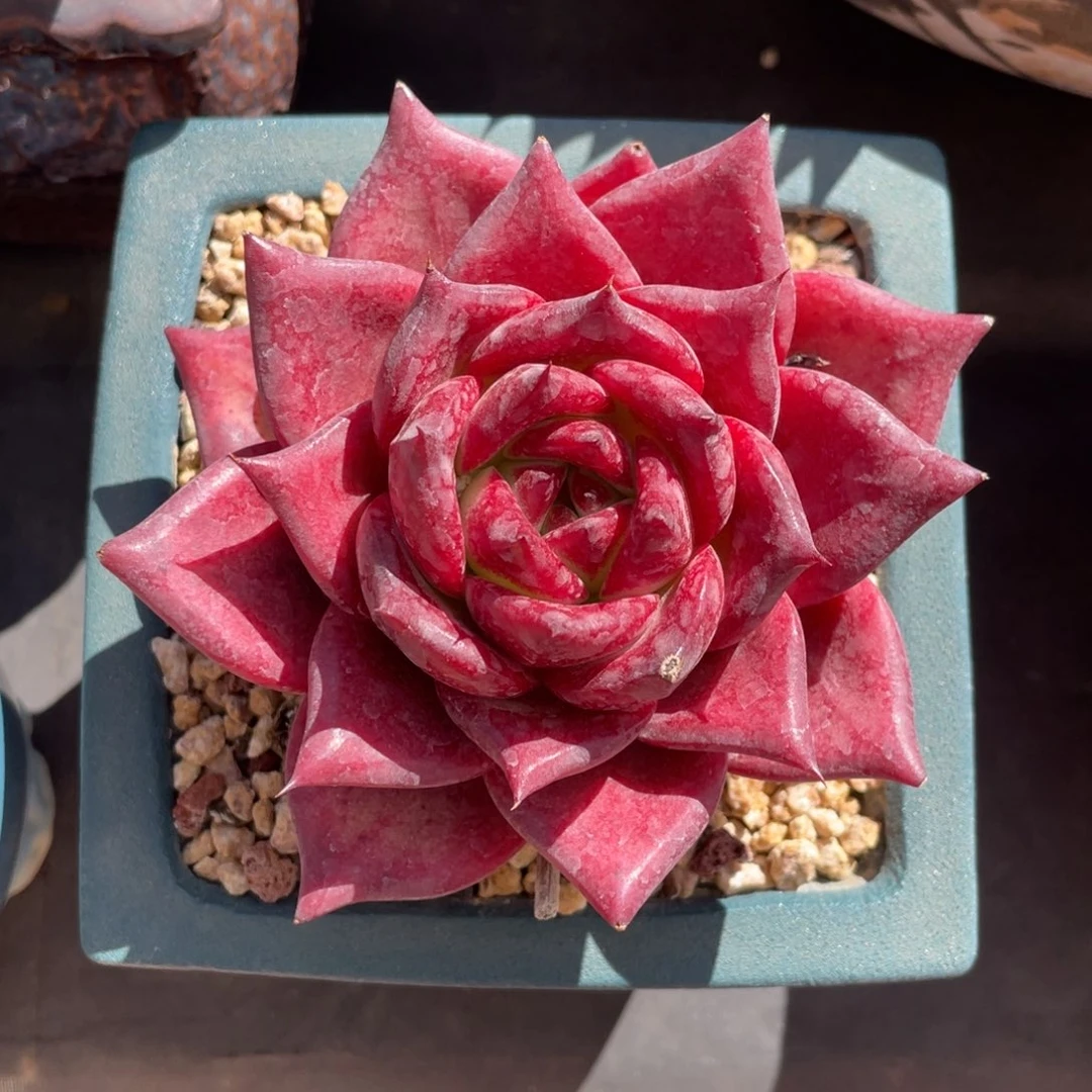 罗宾东云紫红色单头