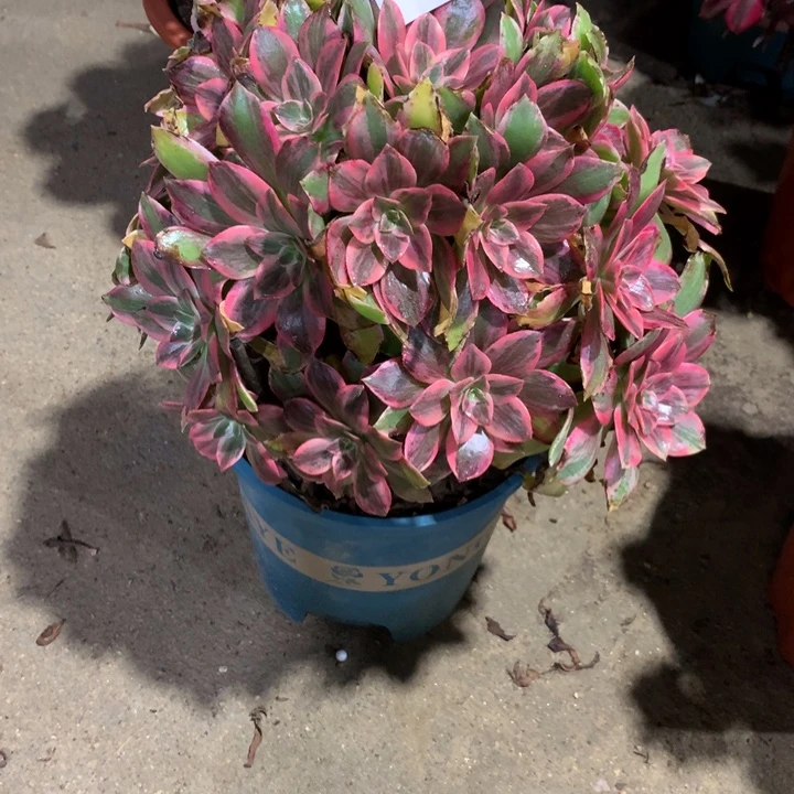 666浣纱多肉植物特价