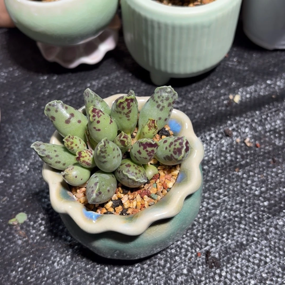 海豹多肉带盆发货颜色随机