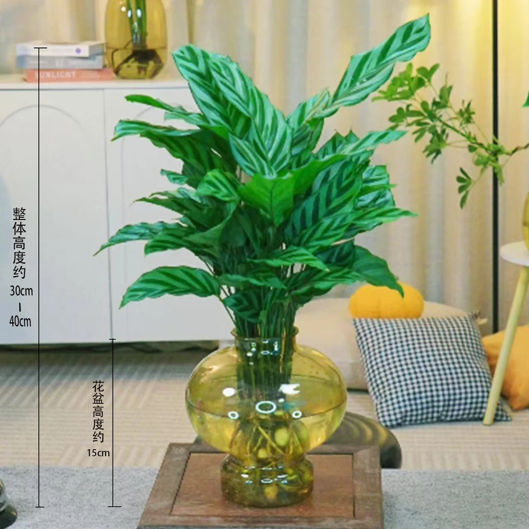 翠叶竹芋水培植物盆栽室内办公桌防辐射绿植四季好养花卉净化空气