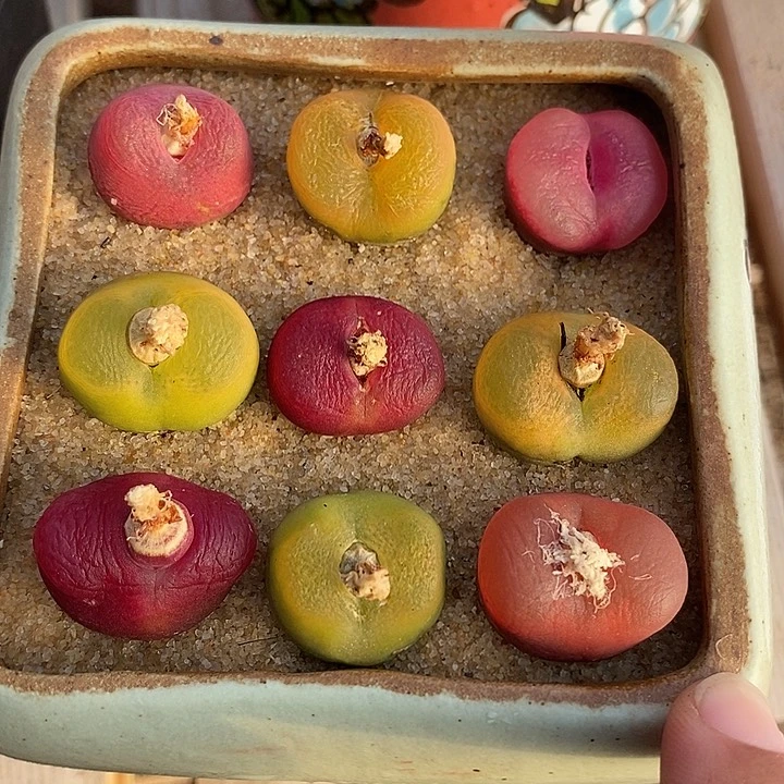 29529一盆彩色桃子