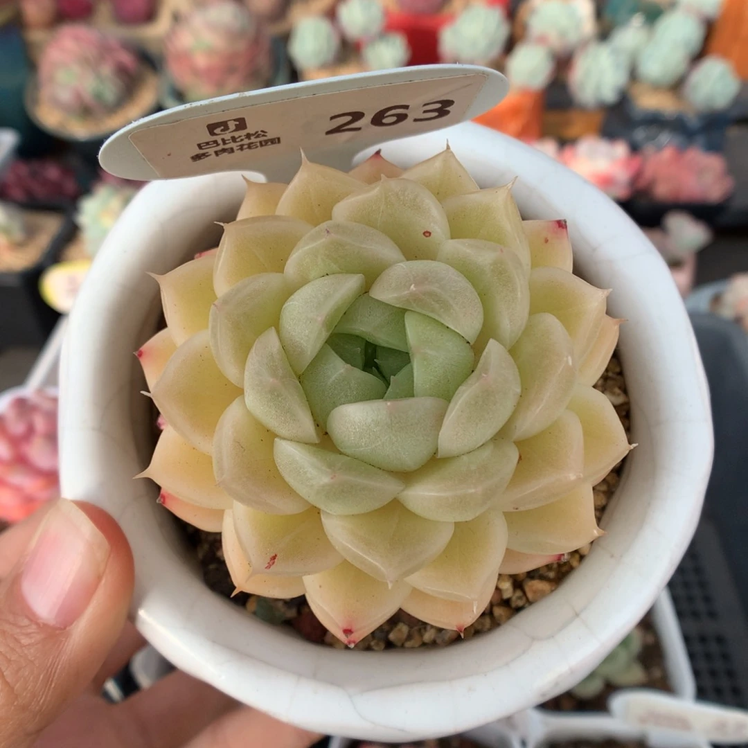 263麦杆多肉植物
