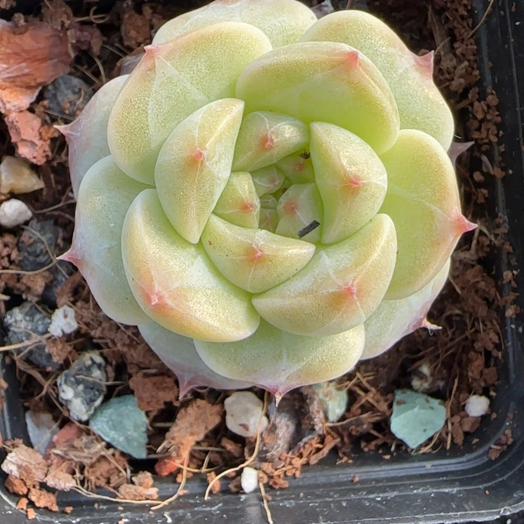 多肉小卡拉米糖心一物一拍