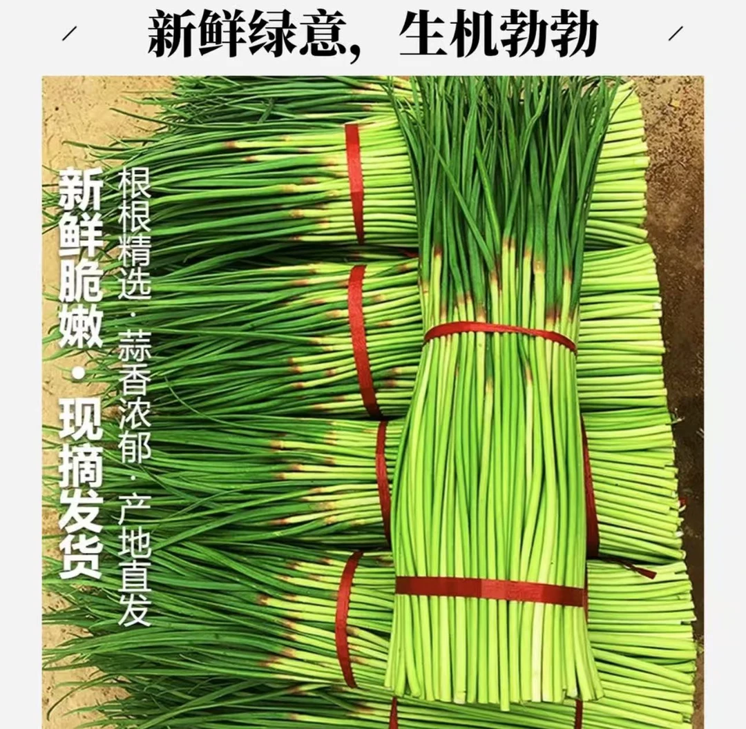 河南当地新鲜蒜苔红帽蒜薹地头价现摘现发绿色蔬菜