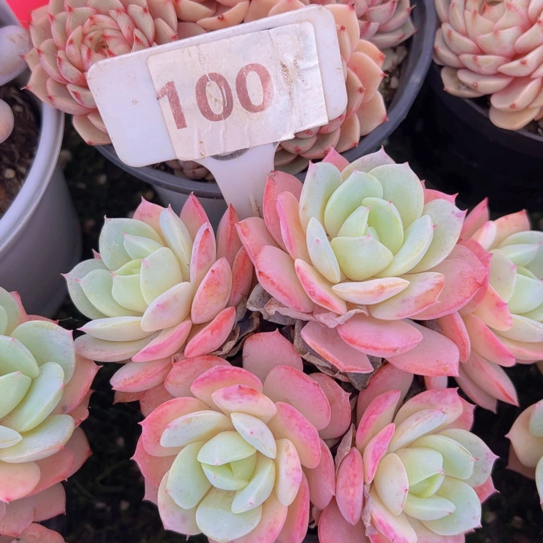 香玉的故事是一个人的