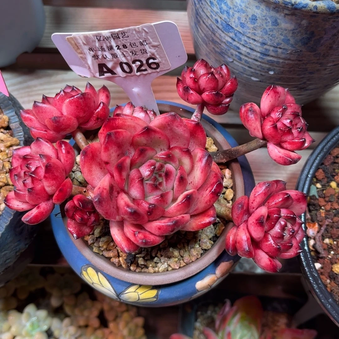 TM多肉植物duifujinjinm