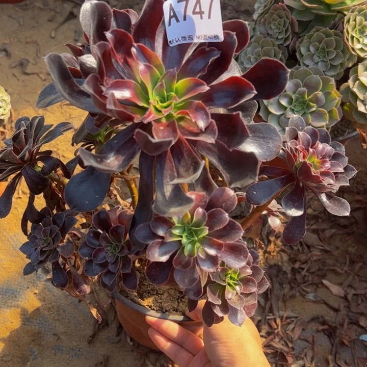 欧子多肉植物747.