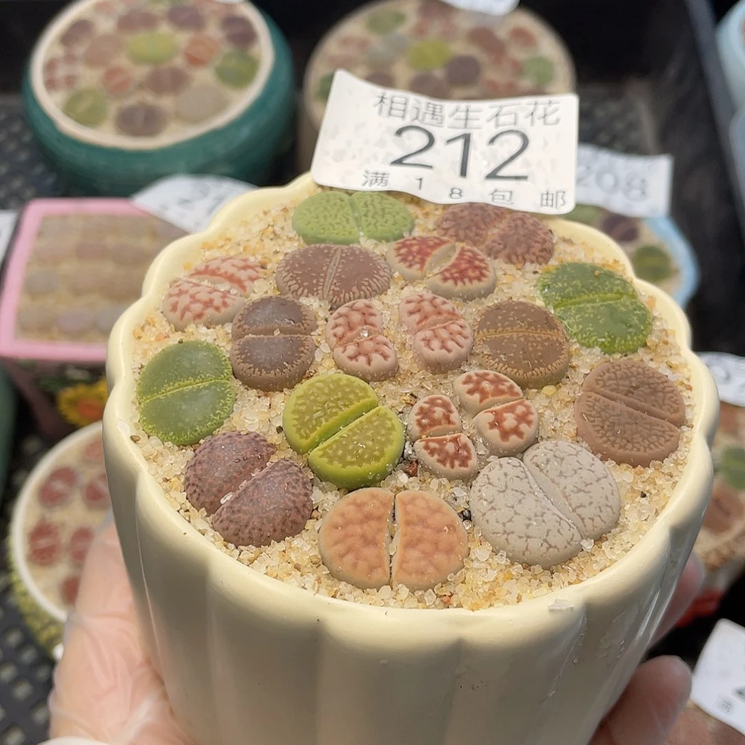 相遇开播福利212
