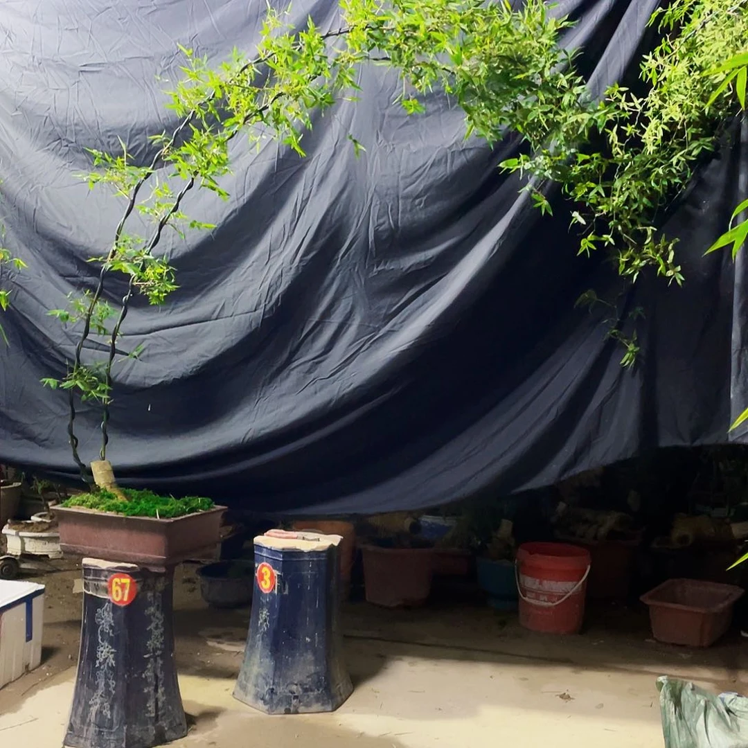 大**府小叶簕竹熟桩陶瓷盆一物一拍