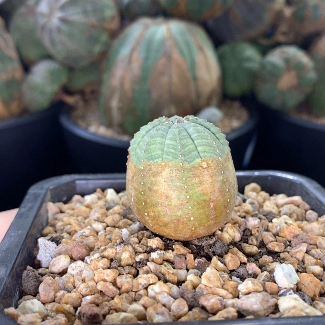 7布纹球精品一物一拍