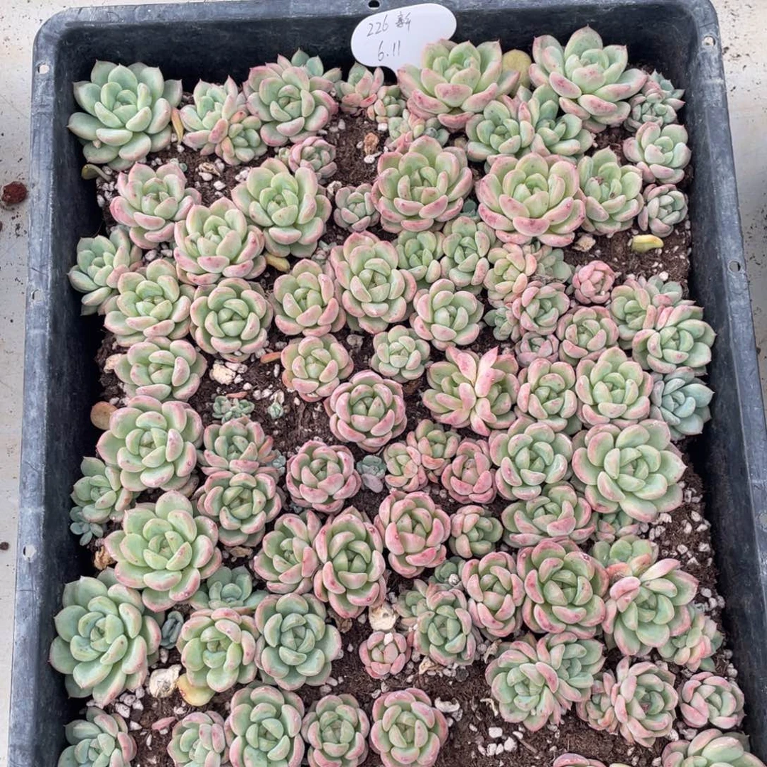 云糖心多肉植物472