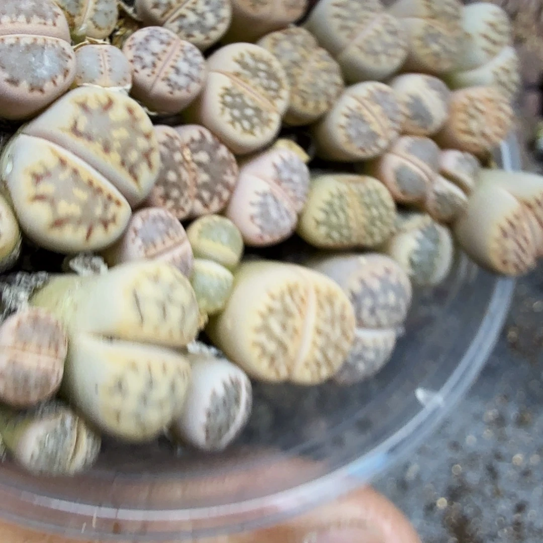 是一个充满生机盎然之前111不