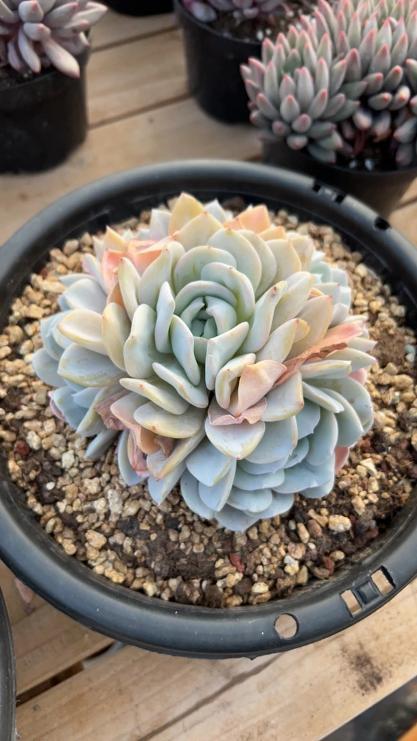 多肉雪特（整桩整群无砍老桩）