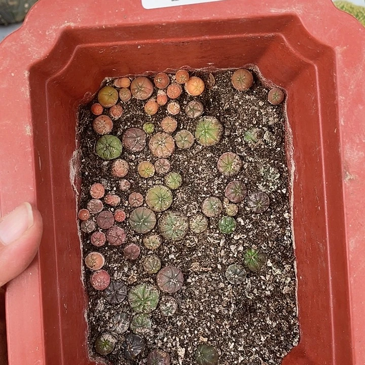 479号小东苗0.5至一公分脱土发货