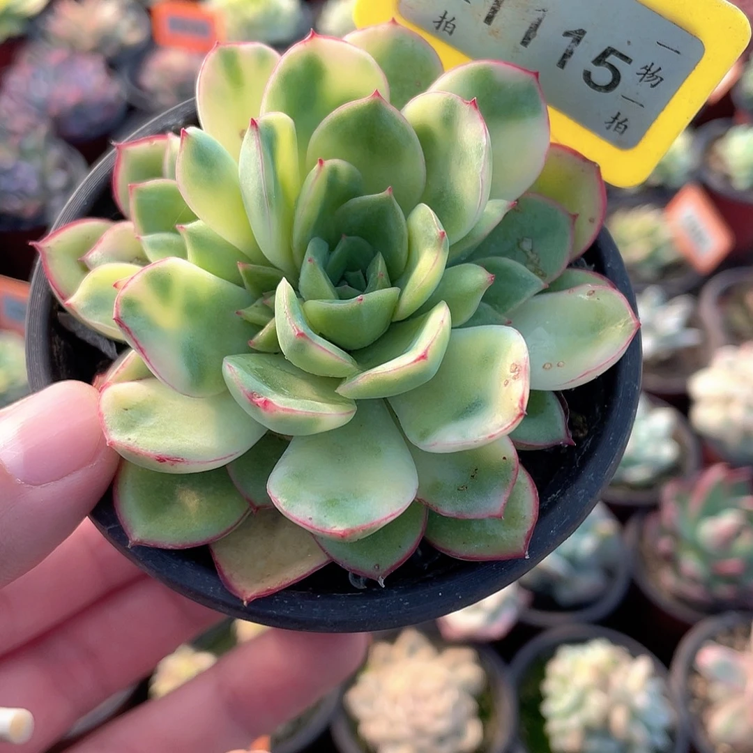 1115号阿蒂虎斑锦多肉