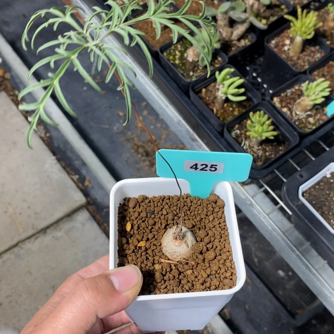 旋柄洋葵多肉植物