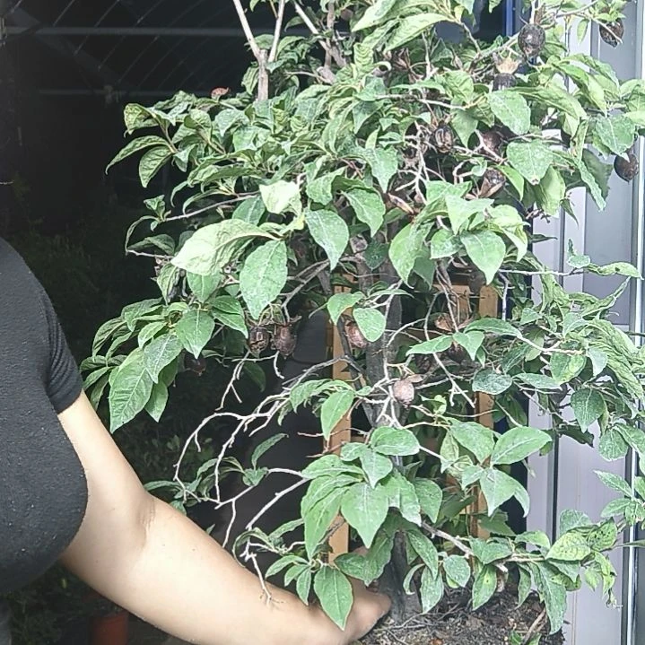 华***卉完全开放老鸭柿子