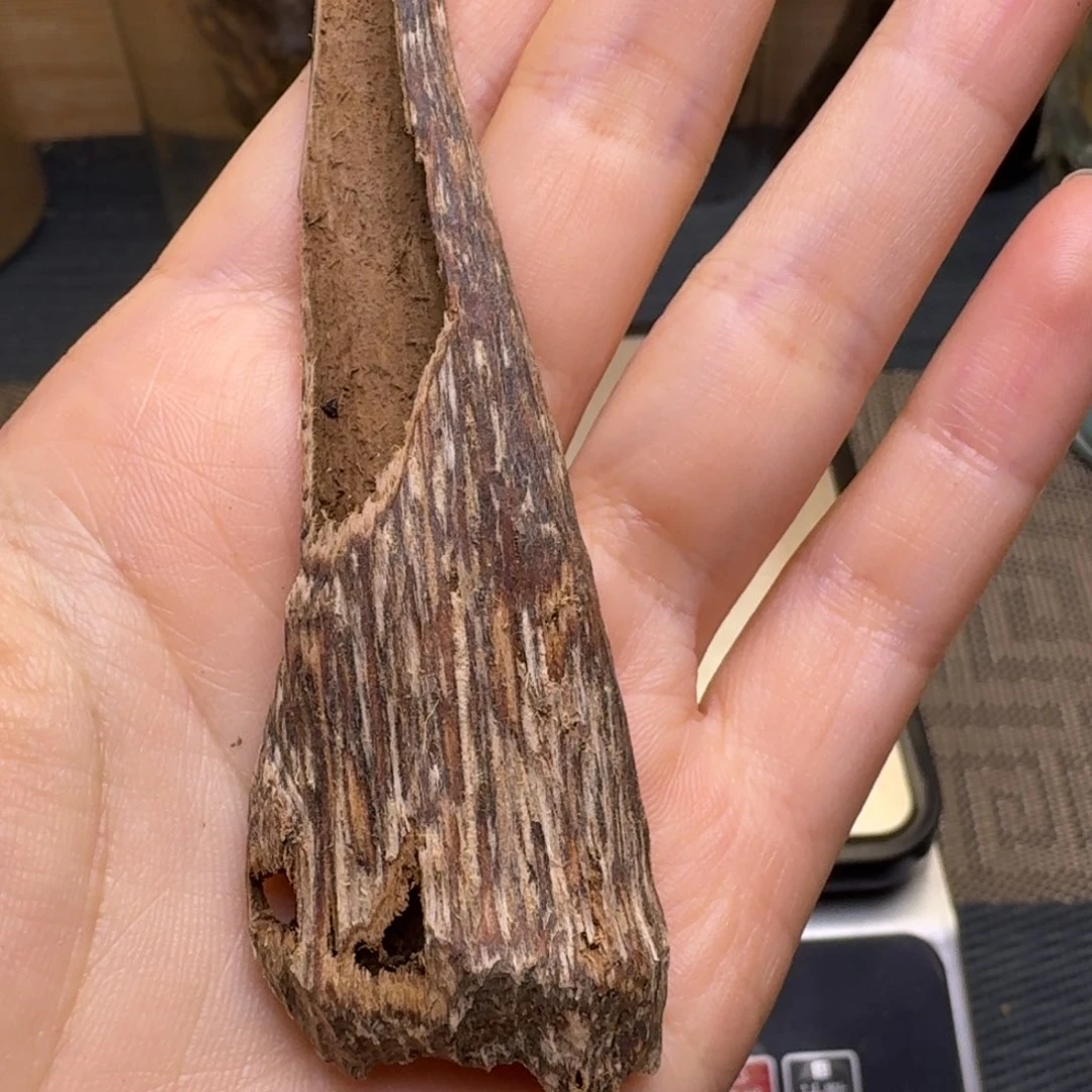 辣***张木海南莺歌岭虫漏1克