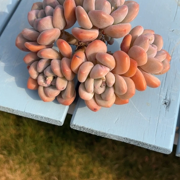 M**朱香水一物一拍