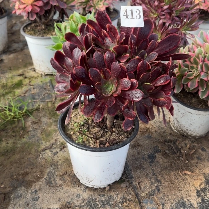 413两单包邮欧嘉莉。