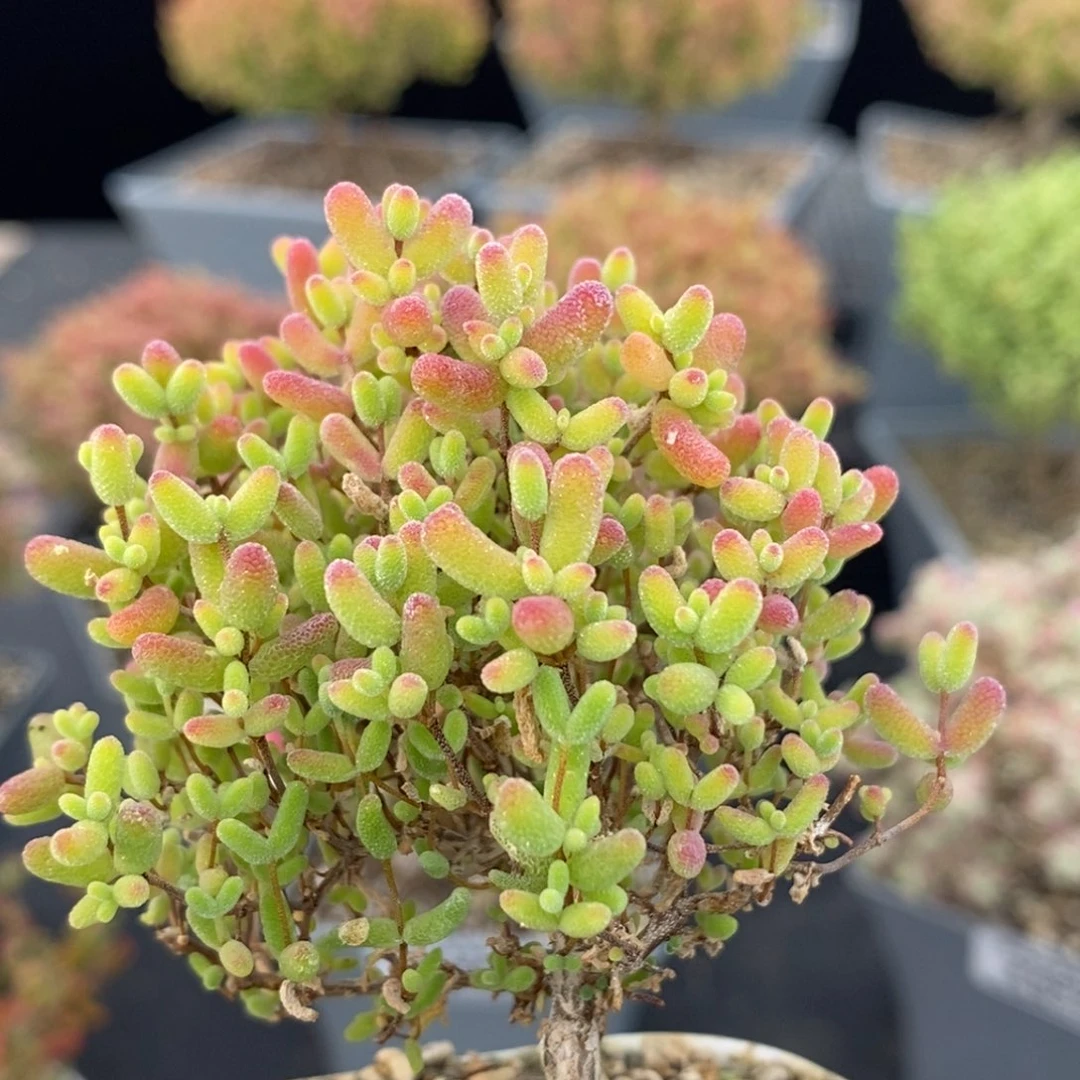 蜜橘糖球666枝干番杏