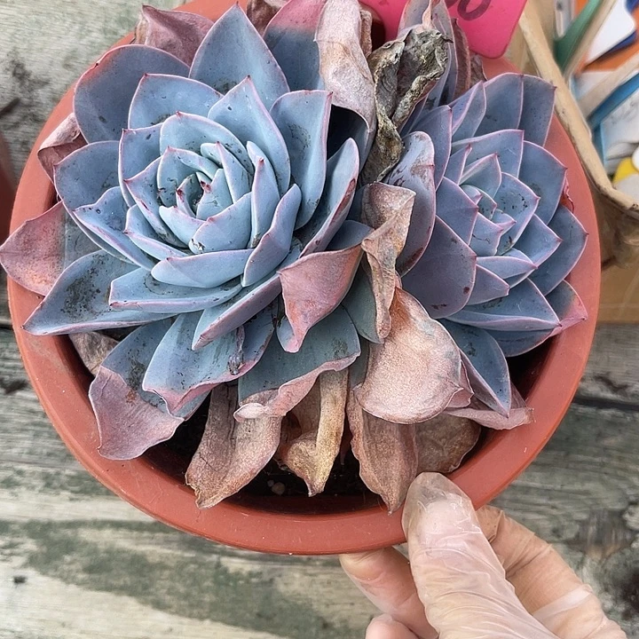 岁***澜两单包邮，一物一拍200