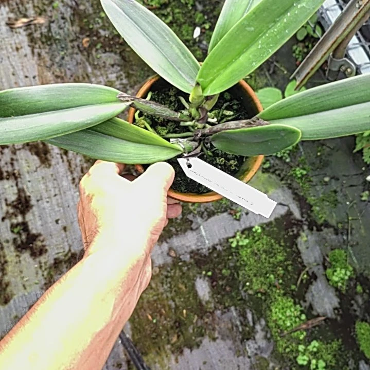 完全开放卡特兰盆栽漂亮的哦哦哦